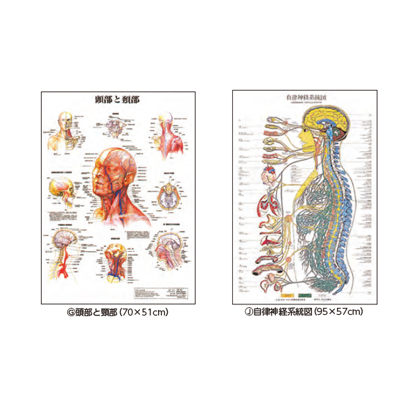 MSGooDs】商品詳細：ポスター(パネル入り／表装掛軸) | 当日発送